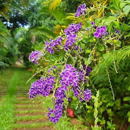 Villa Nissa Siem Reap Eksteriør bilde
